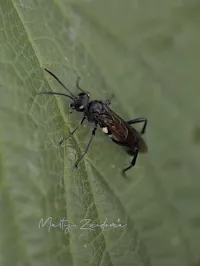 Echte bladwespen [Tenthredinidae]